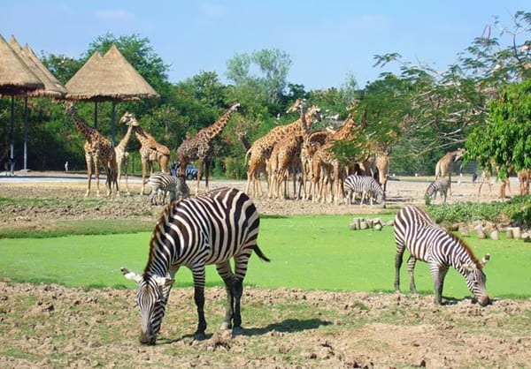 泰国野生动物园 (Safari World)
