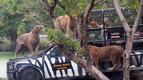 泰国野生动物园 (Safari World)